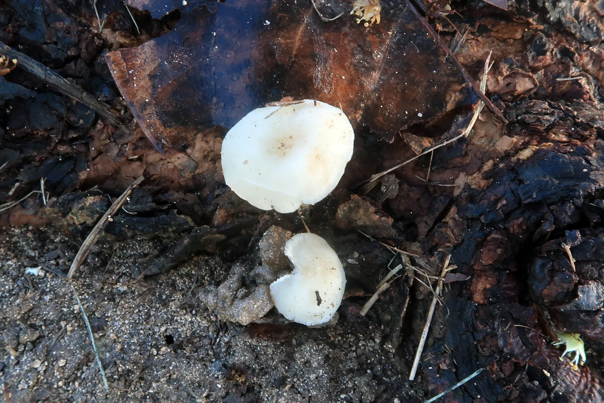Lactocollybia epia - 1 - IMG_8080
